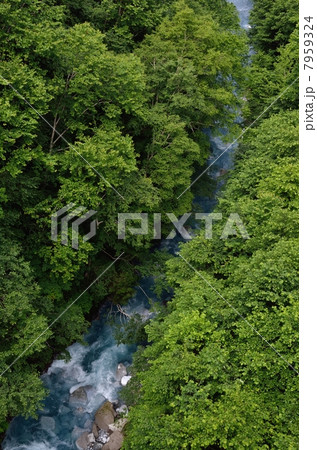 夏の美瑛川 7959324