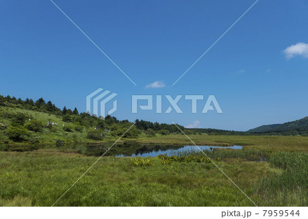 八島ヶ原湿原 7959544