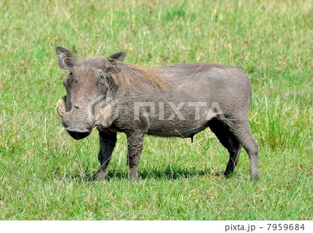 イボイノシシの子ども 7959684