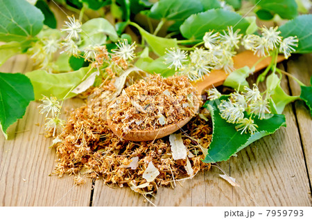 Herbal tea from dry linden flowers on a spoon 7959793