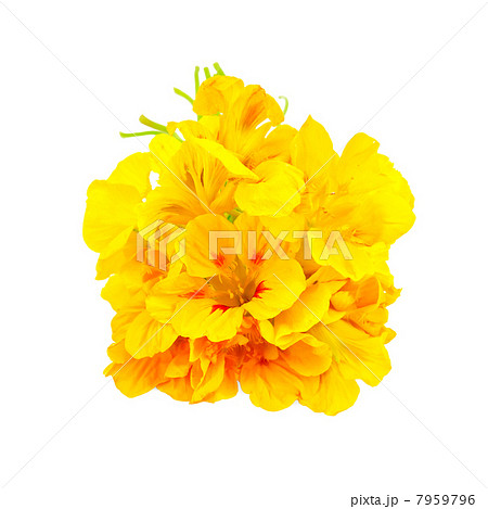 Nasturtium yellow bouquet Nasturtium yellow bouquet 7959796