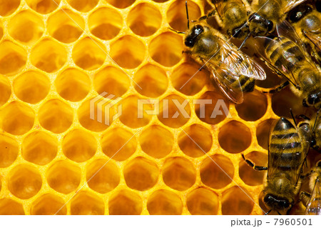 bees on honeycells 7960501