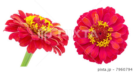 赤いジニア 赤いジニア 7960794