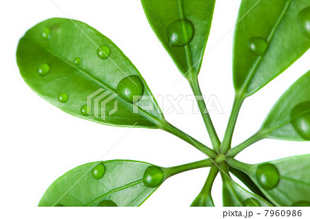 Water drops on fresh green leaf 7960986