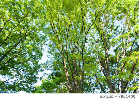 新緑のケヤキの木 7961400