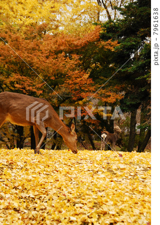 奈良・東大寺の秋 7961638