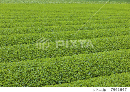 茶畑 7961647