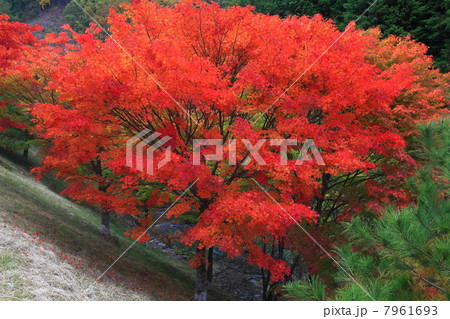 長野・箕輪町 もみじ湖の紅葉 7961693
