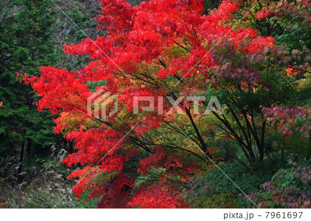 長野・箕輪町 もみじ湖の紅葉 長野・箕輪町 もみじ湖の紅葉 7961697