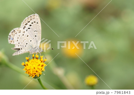 ヤマトシジミ4 ヤマトシジミ4 7961843