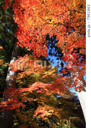 南信州・駒ヶ根 光前寺の紅葉 7961863