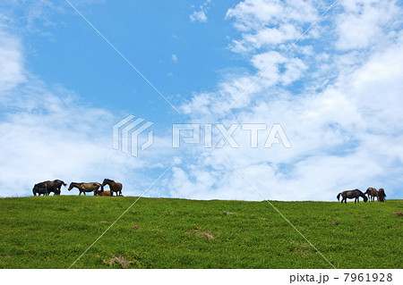 都井岬の野生馬 7961928