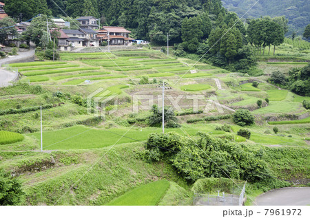 江里山の棚田 7961972
