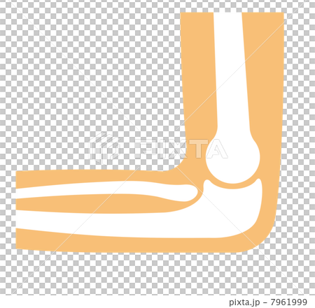 肘骨 肘骨 7961999