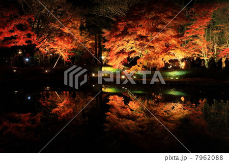 岐阜・土岐市 曽木公園の紅葉 岐阜・土岐市 曽木公園の紅葉 7962088