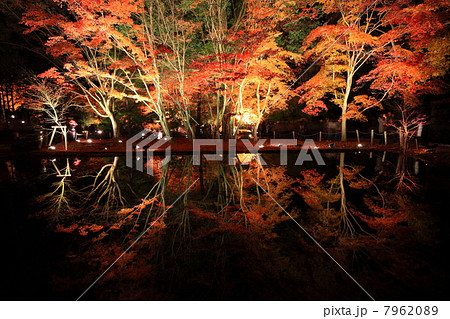 岐阜・土岐市 曽木公園の紅葉 岐阜・土岐市 曽木公園の紅葉 7962089