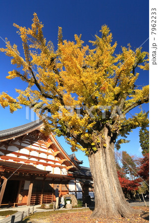 岐阜・多治見市 虎渓山永保寺の大銀杏 7962233