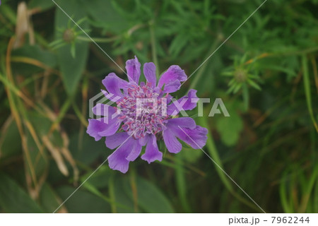 タカネマツムシソウ 7962244