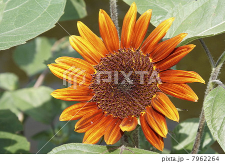 ヒマワリ黄色混じり花 ヒマワリ黄色混じり花 7962264