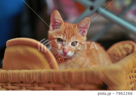 ネコ ネコ 7962266