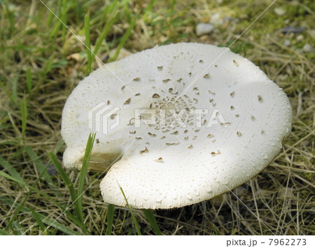 キノコ 7962273