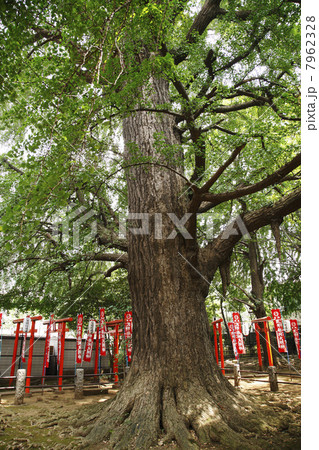 東京都・雑司ヶ谷鬼子母神のイチョウ（公孫樹）（東京都指定天然記念物） 7962328
