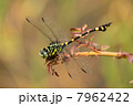 タイワンウチワヤンマ_3 7962422