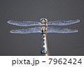 ウチワヤンマ 7962424