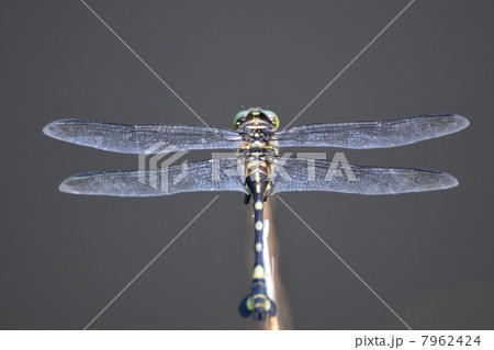 ウチワヤンマ 7962424
