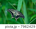 ナミアゲハ 7962429