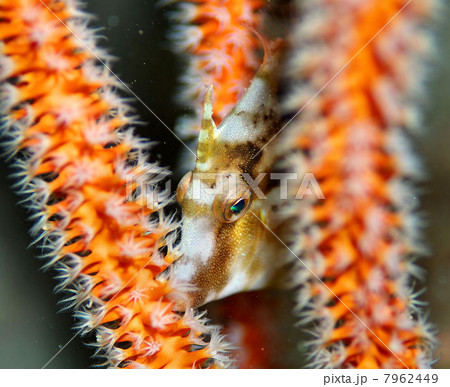 アミメハギ 7962449