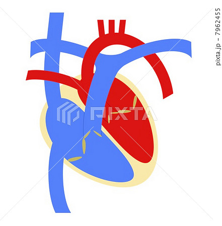 心臓 7962455