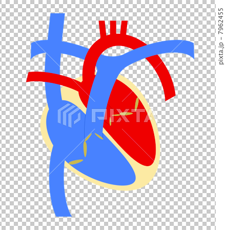 心臓 7962455