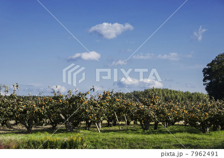 柿畑 果樹園 柿畑 果樹園 7962491