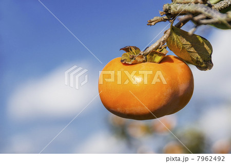 次郎柿 次郎柿 7962492