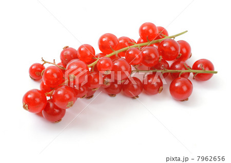 Red currant 7962656