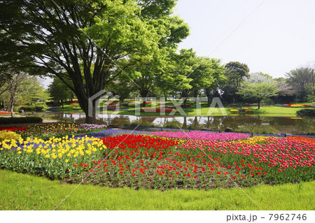 春の公園(東京都・国営昭和記念公園) 春の公園(東京都・国営昭和記念公園) 7962746