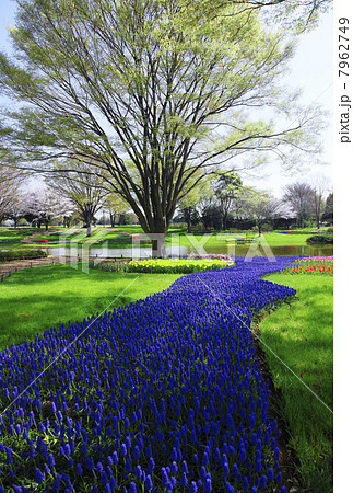 春の公園(東京都・国営昭和記念公園) 春の公園(東京都・国営昭和記念公園) 7962749