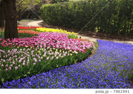 チューリップとムスカリの花畑 7962991