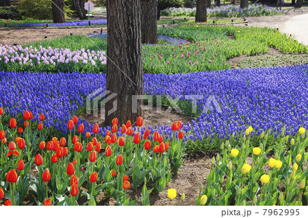 チューリップとムスカリの花畑 7962995