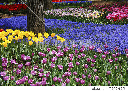 チューリップとムスカリの花畑 チューリップとムスカリの花畑 7962996