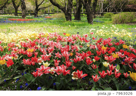 春の公園（東京都・国営昭和記念公園） 7963026