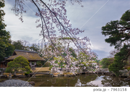 桂離宮　松琴亭と桜 7963158