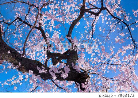 祇園白川　枝垂れ桜 7963172