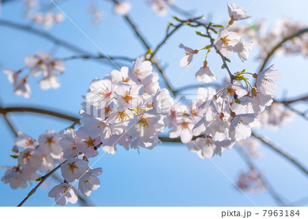祇園白川　枝垂れ桜 7963184
