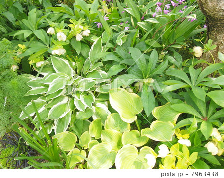 ギボウシ 7963438