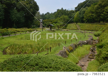 夏の中沢池公園　多摩市 7963521
