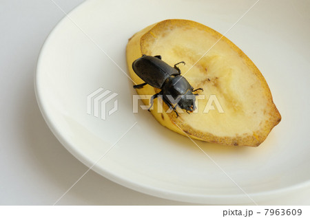 バナナを食べるコクワガタの雌の写真素材