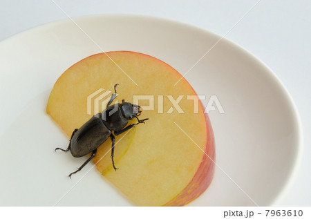 リンゴを食べるコクワガタの雌の写真素材