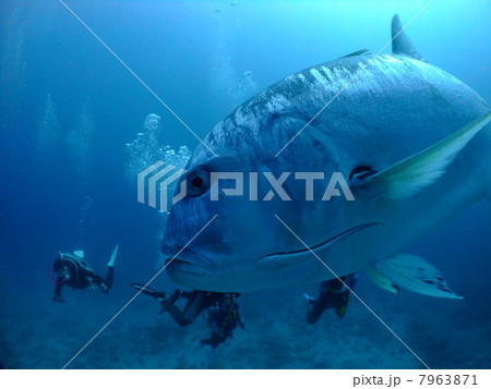 ロウニンアジ　アジ　沖縄　ケラマ諸島　海　ダイビング　スキューバダイビング 7963871